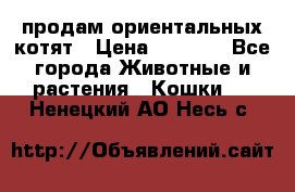 продам ориентальных котят › Цена ­ 5 000 - Все города Животные и растения » Кошки   . Ненецкий АО,Несь с.